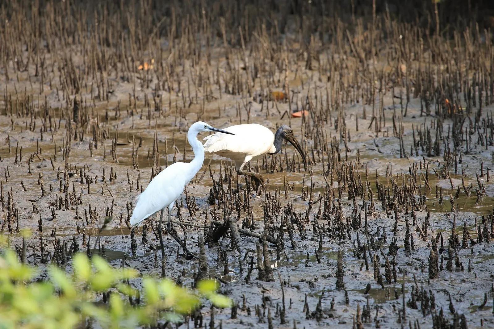 A white black-headed ibis and a little egret wading and feeding on the dark mangrove mudflats of the Salim Ali Bird Sanctuary on Chorao island, Goa.