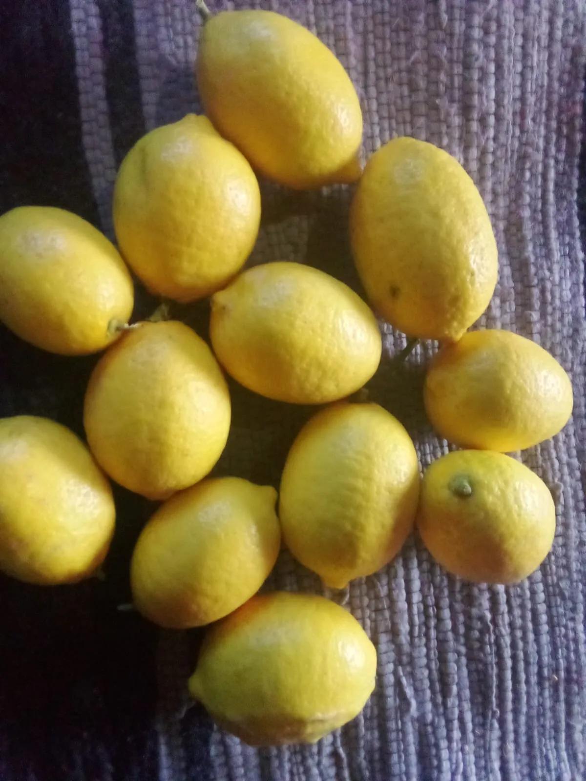 A pile of yellow galgal hill-lemons from Kullu, the wild sour citrus used to make Himachali khatta