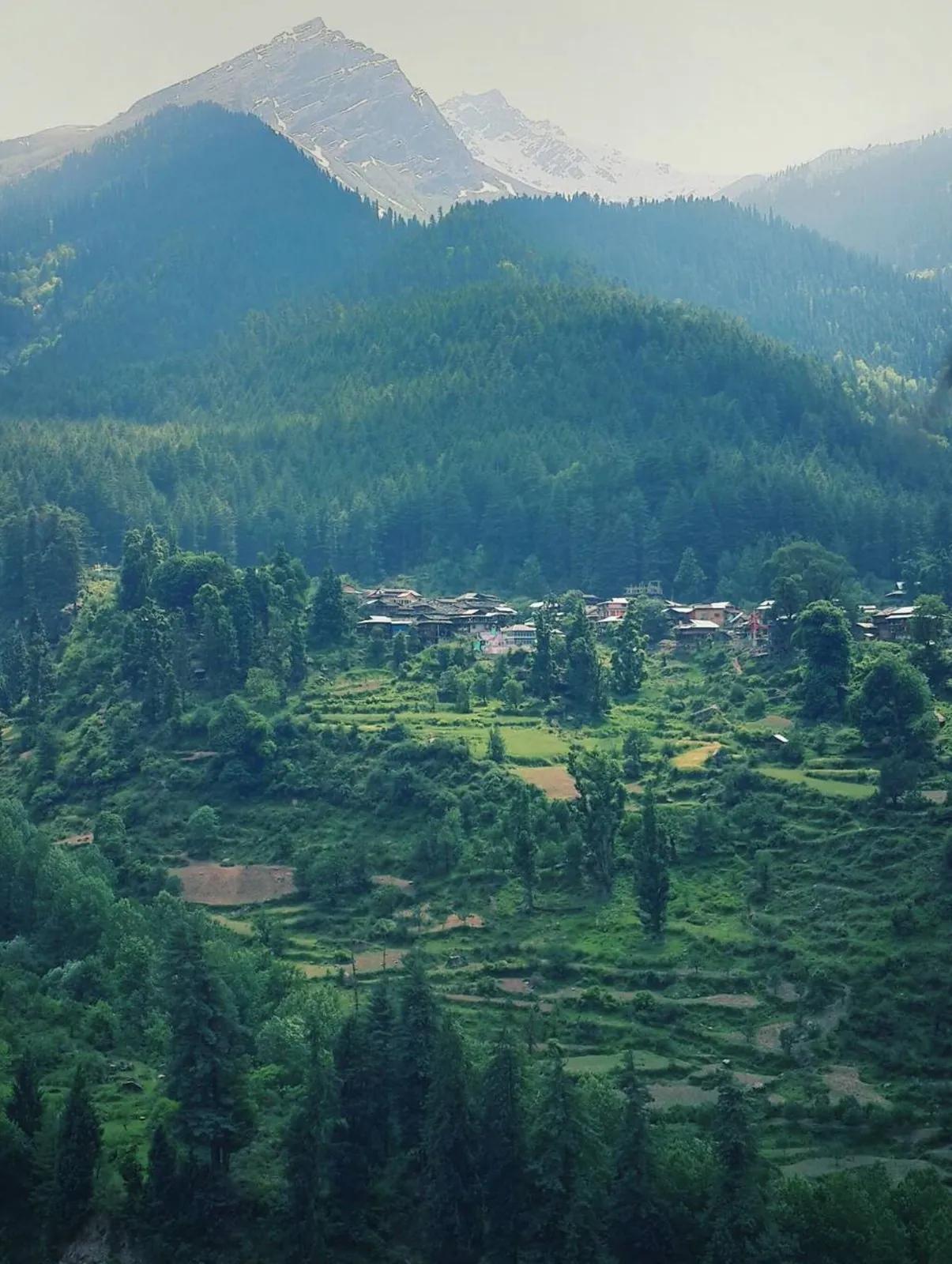 Pulga village in green terraced fields and deodar forest below snow peaks, upper Parvati Valley