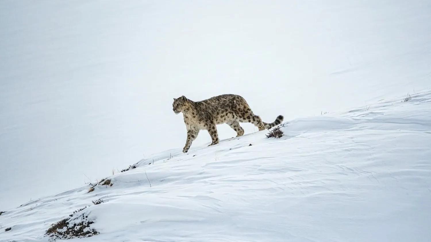 A wild snow leopard walking across a snow slope in the high Himalaya