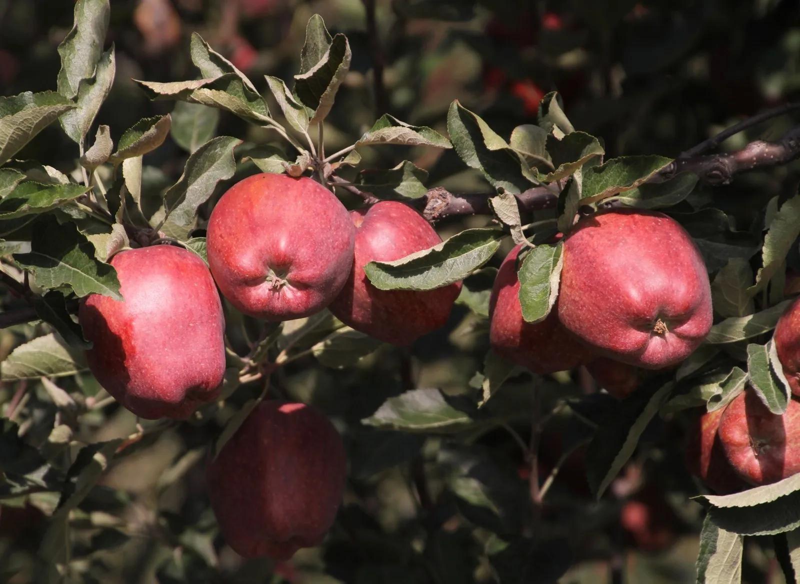 Crimson Royal Delicious apples on a heavy bearing branch in a Kalpa orchard, Kinnaur Himachal Pradesh, deep autumn light