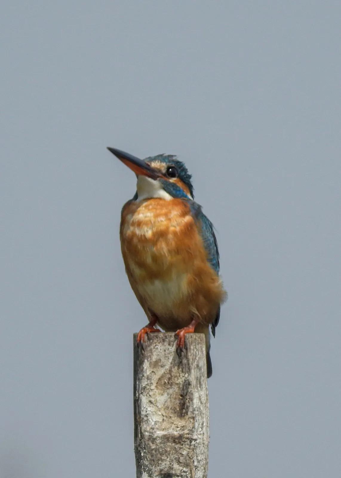 A common kingfisher with an electric-blue back and orange breast perched on a weathered post against a plain grey sky