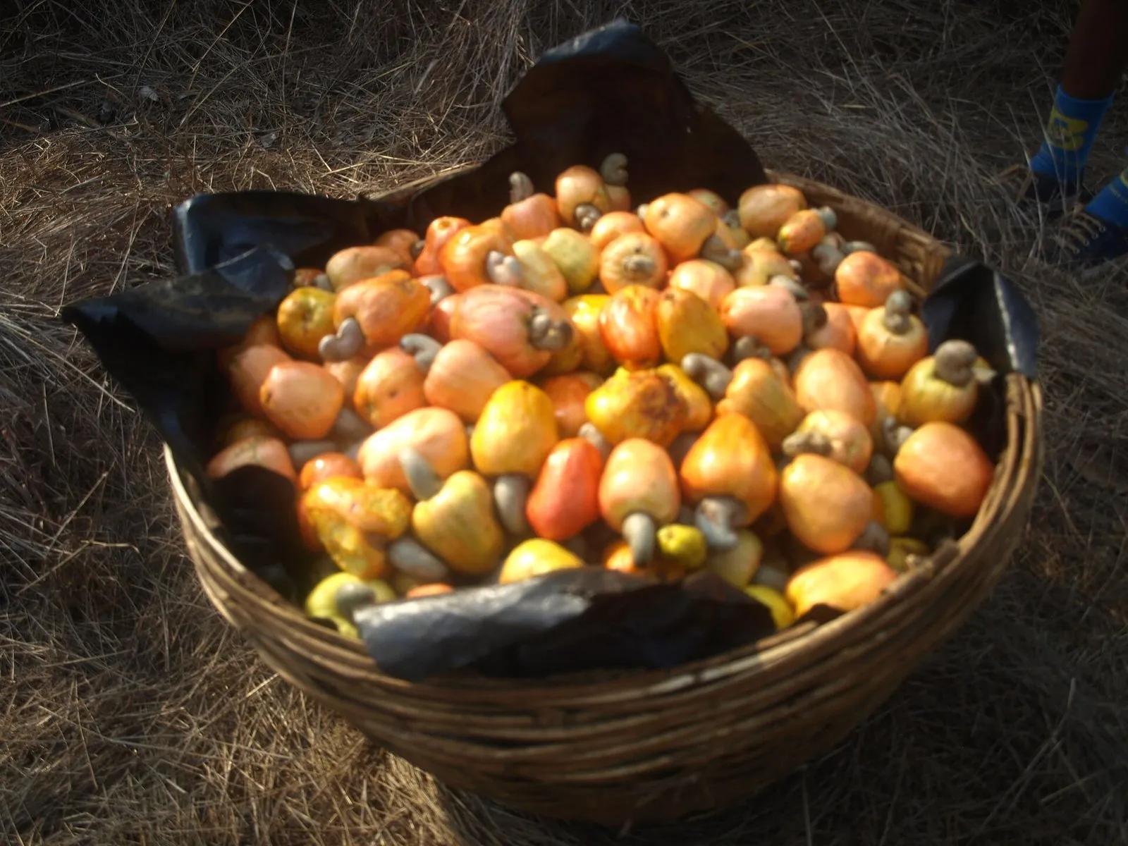 A large woven basket full of freshly plucked ripe cashew apples in red, orange and yellow, each with its grey kidney-shaped nut attached, set on dry grass in Goa