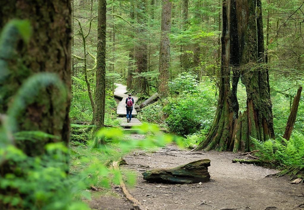 forest walk