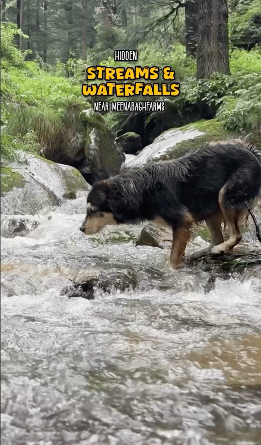 Hike to Forest Stream Nearby