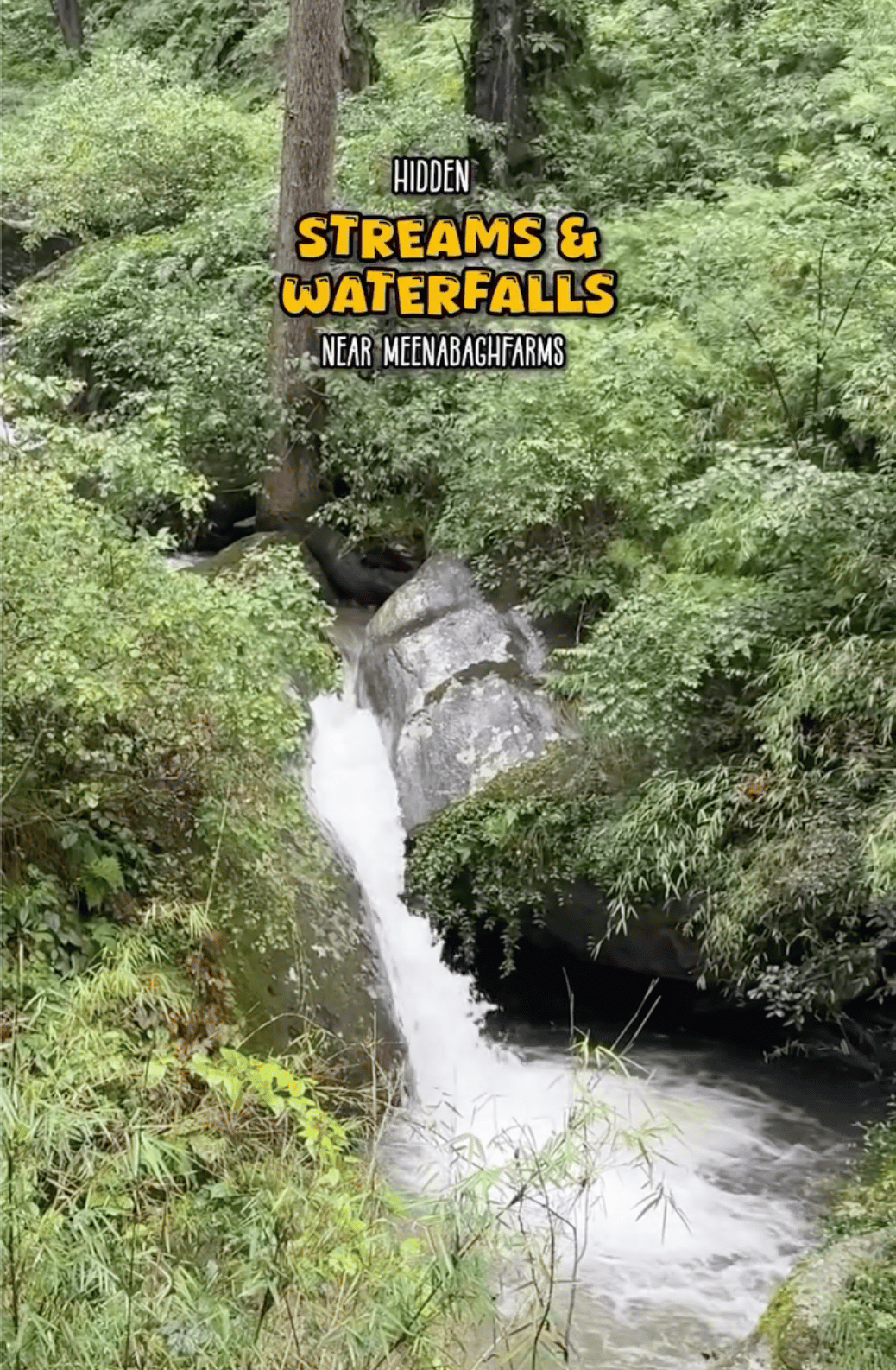 Hike to Forest Stream Nearby