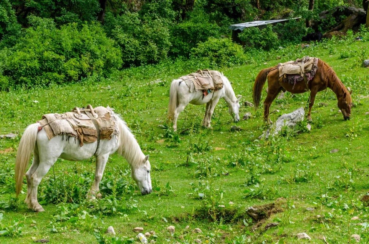 Private Guided Walk & Spot hunting (Small Groups)