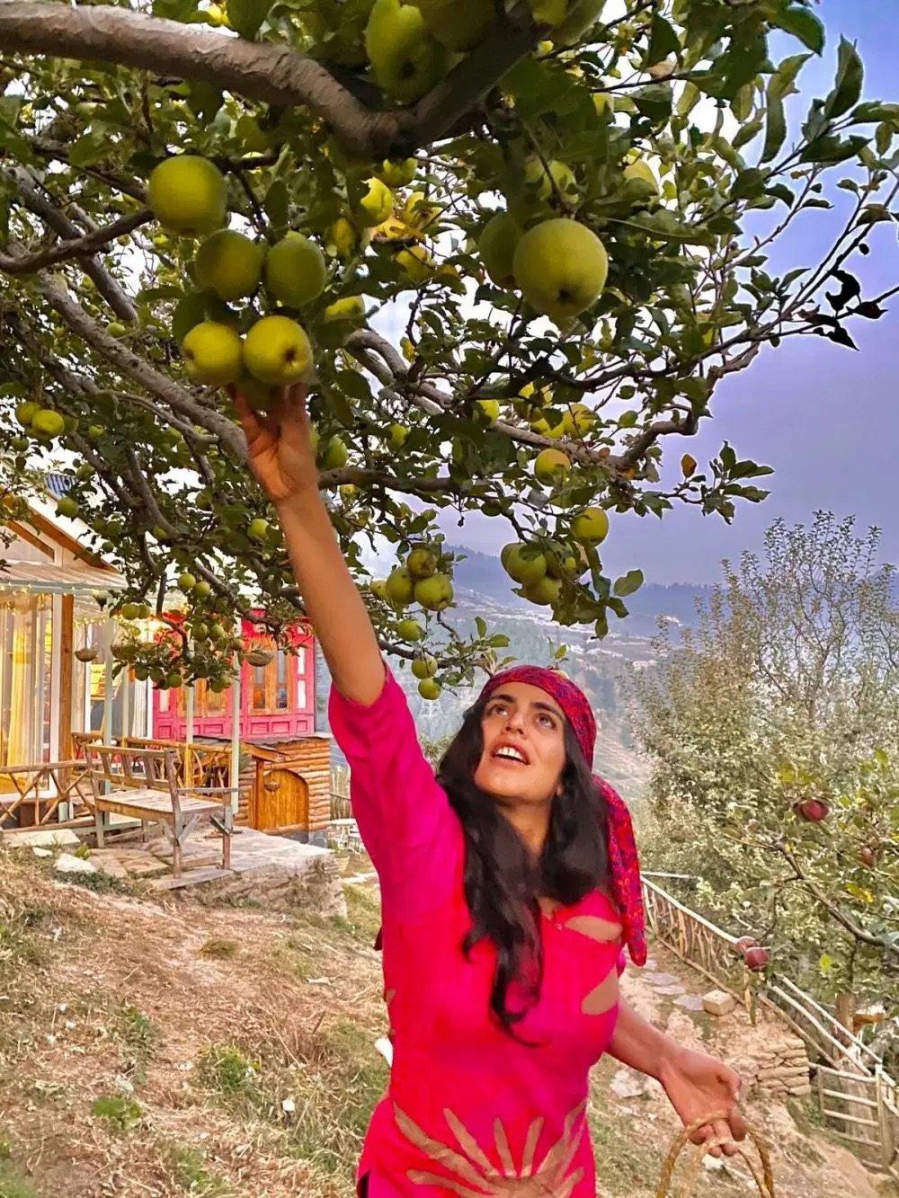 Guided fruit and berry picking