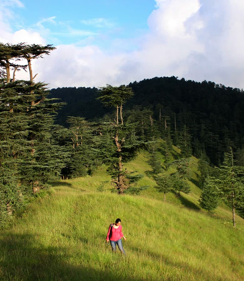 Forest Walk