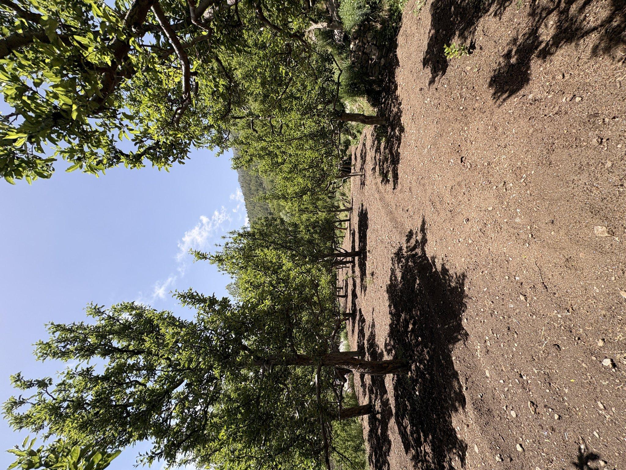 Walk Through the Rollingrang Orchards