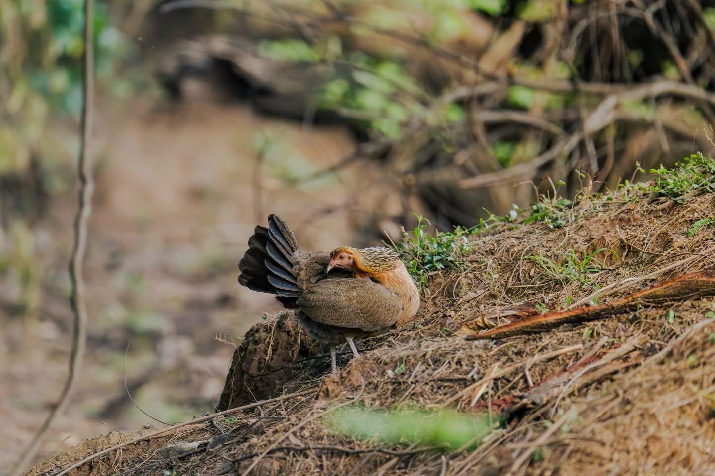 Birdwatching