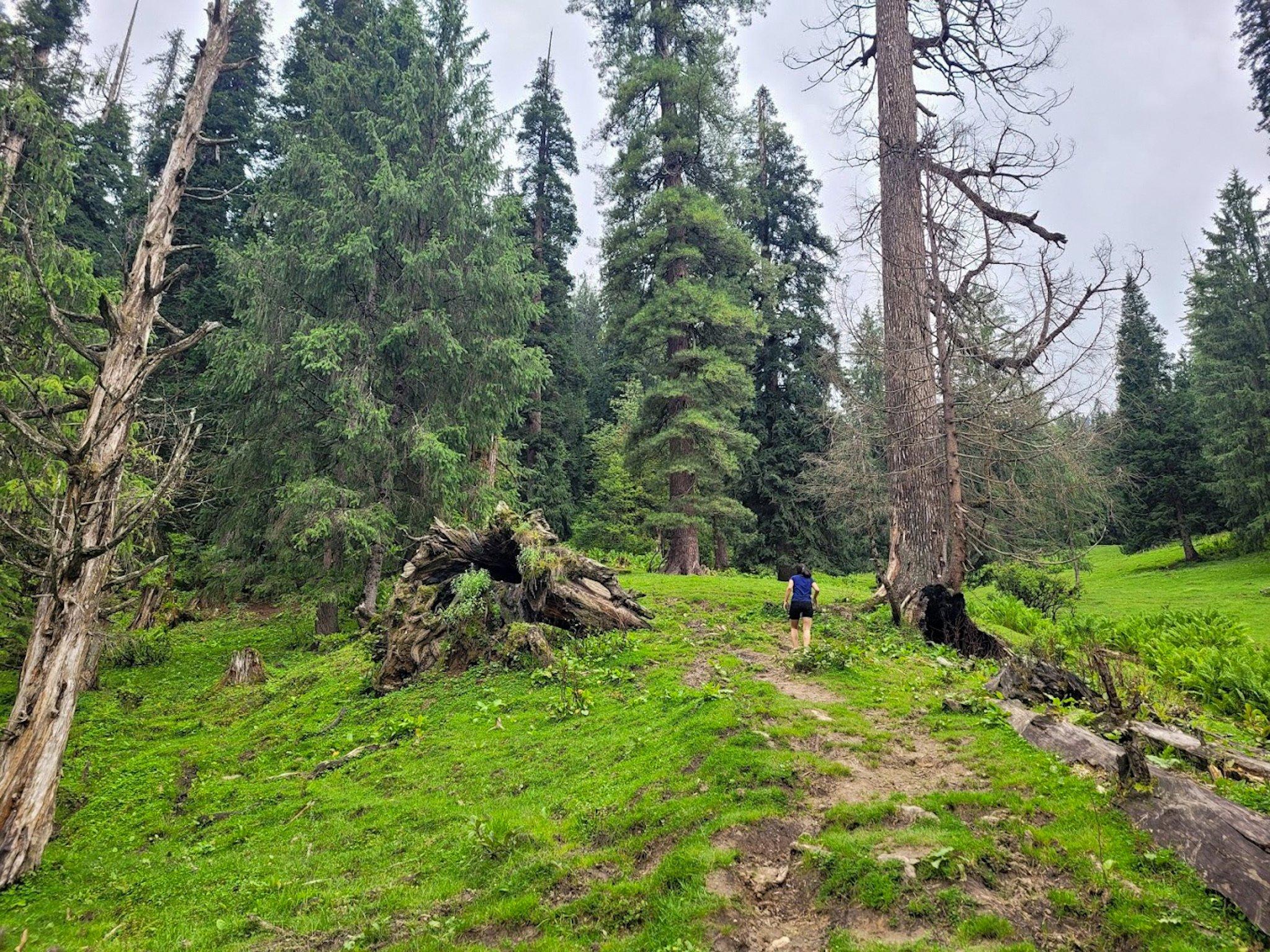 Seog Deodar Forest Walks