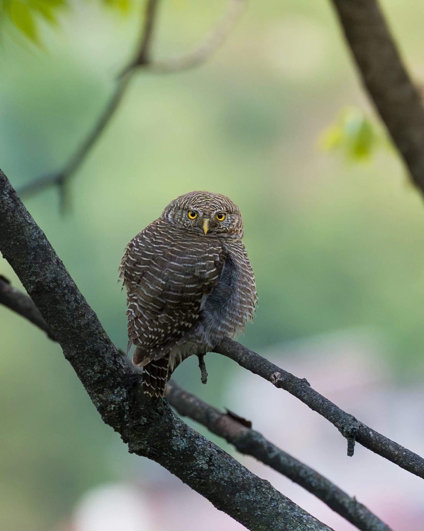 Birdwatching