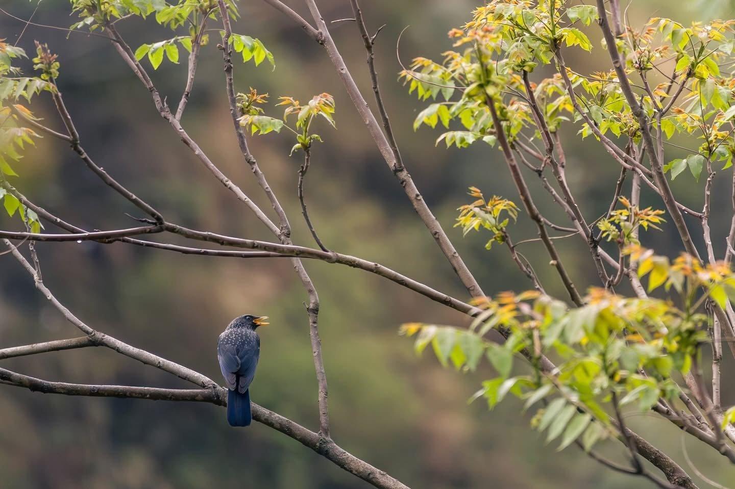 Birdwatching