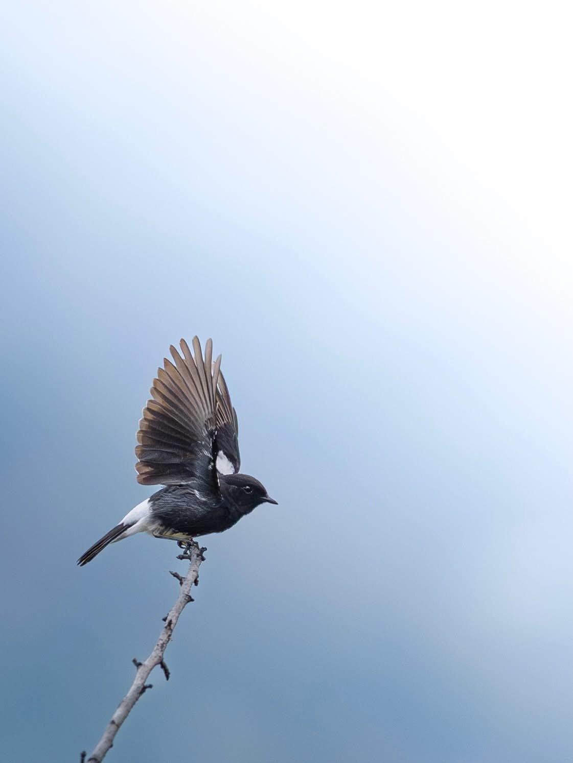 Birdwatching