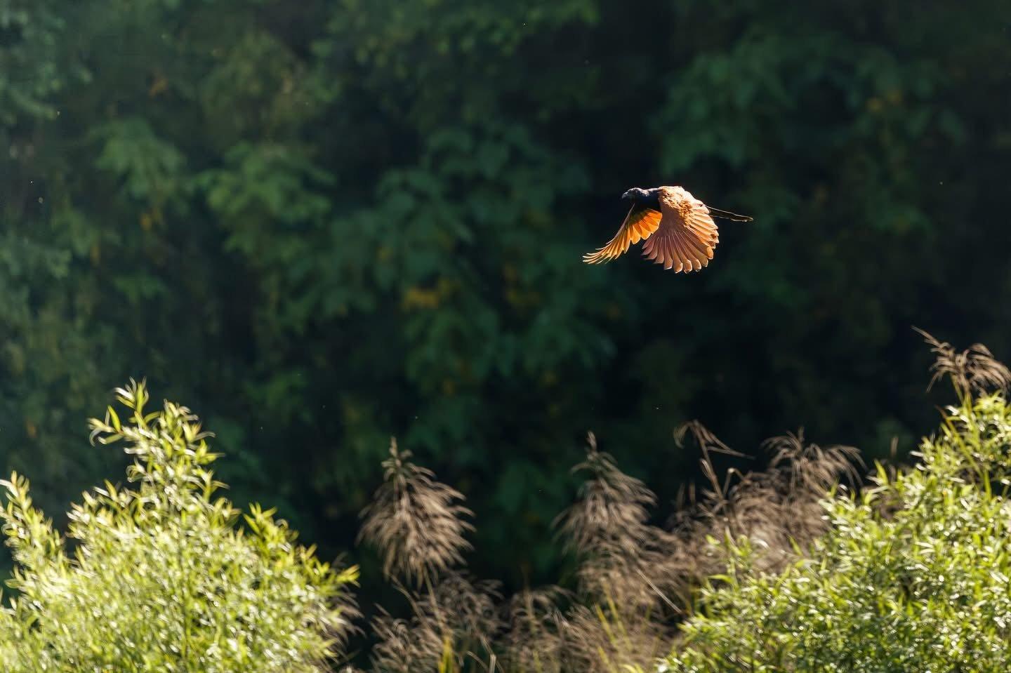 Birdwatching