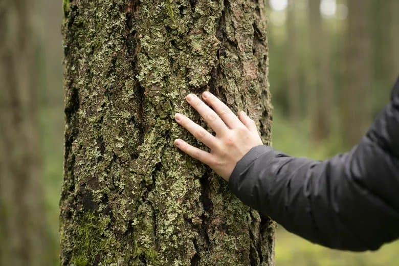 Forest Bathing (Shinrin-Yoku)