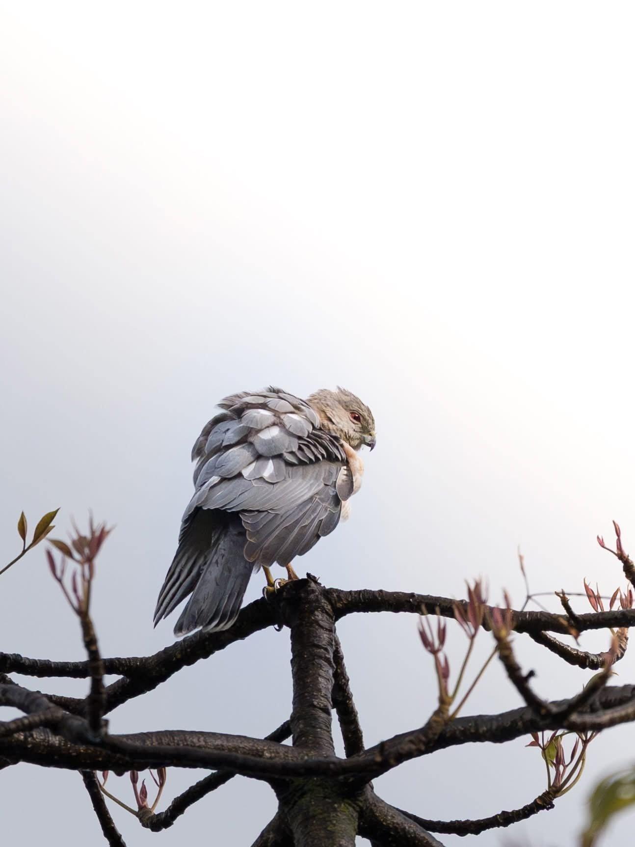 Birdwatching