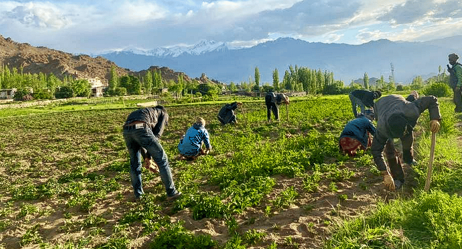 Spiti Delights