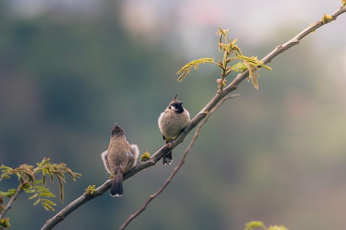 Birdwatching (Guided)