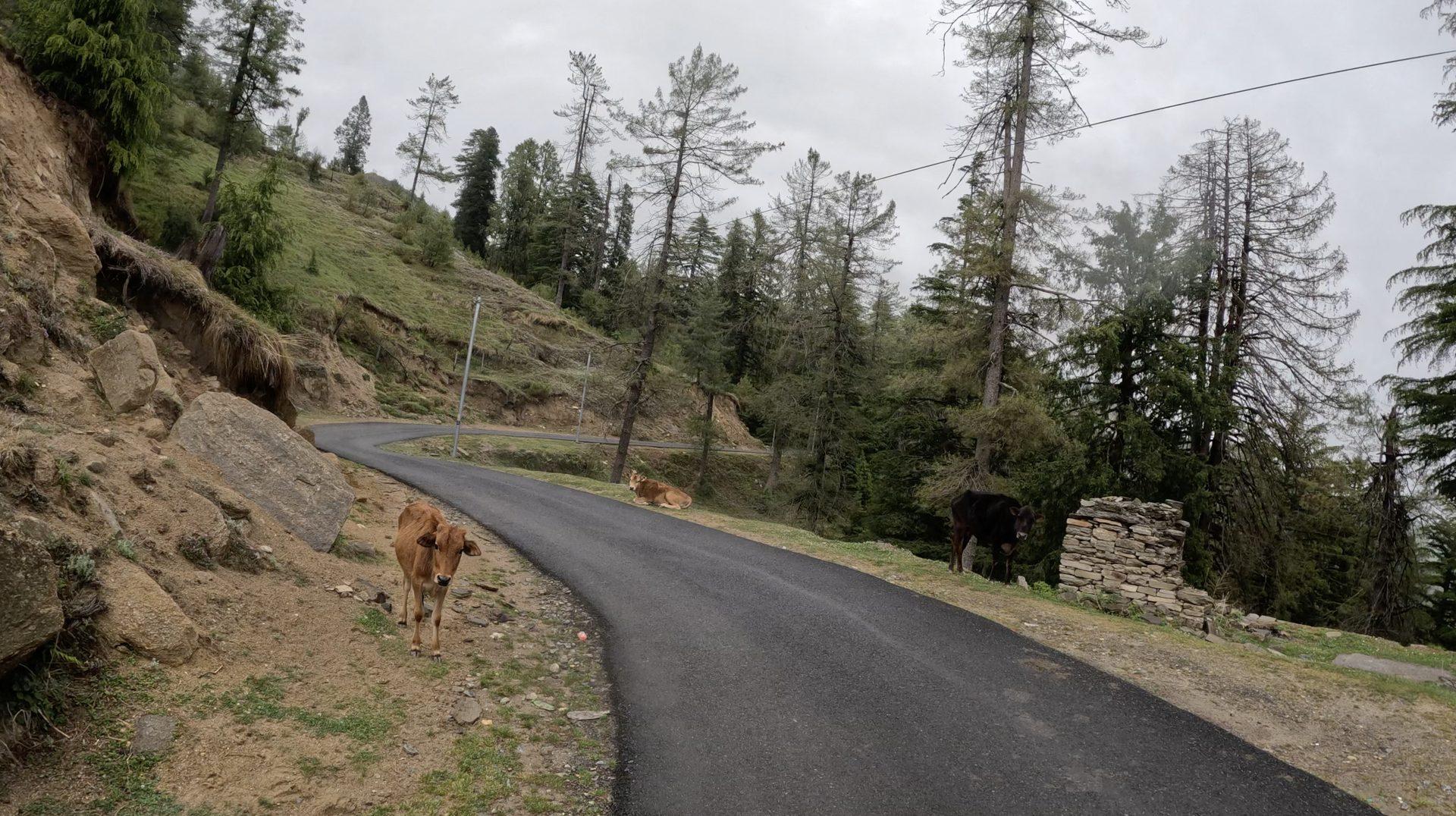 Riders on a forested valley road on the Brooks & Trouts route