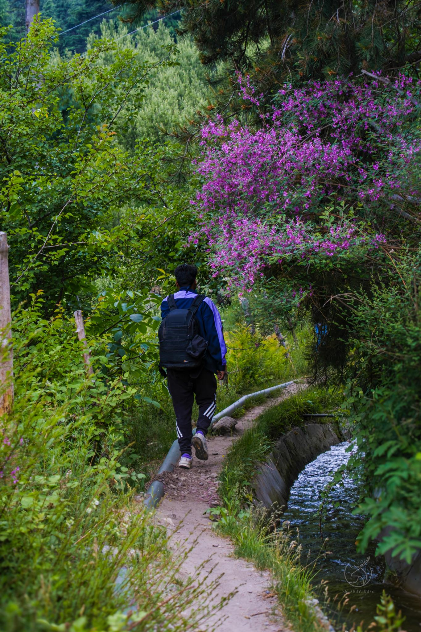 A traveller walking through a flower-lined forest trail