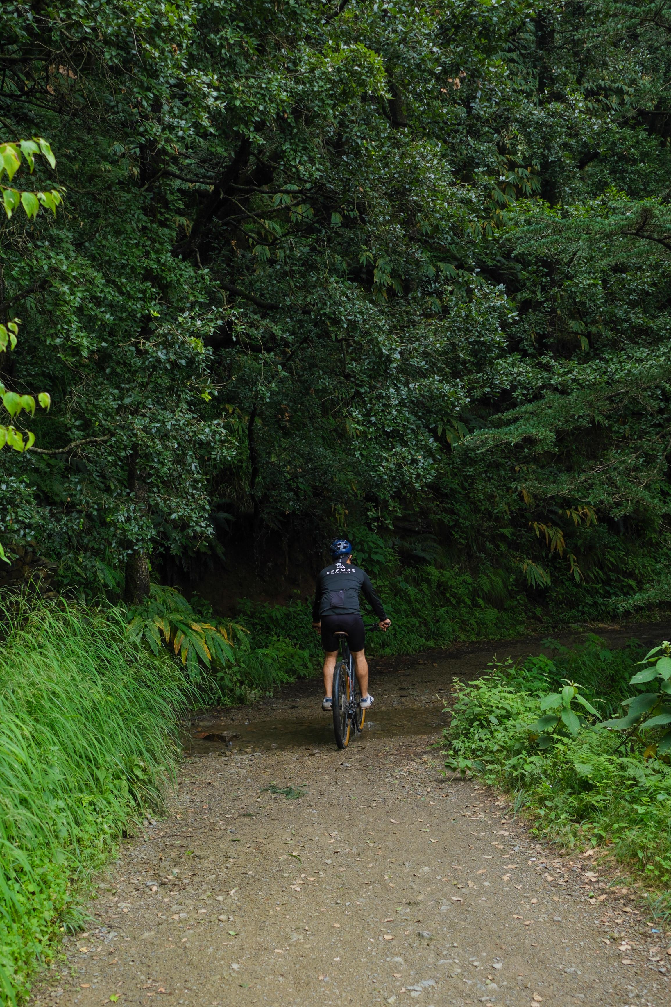 A cyclist disappearing into a lush forest path