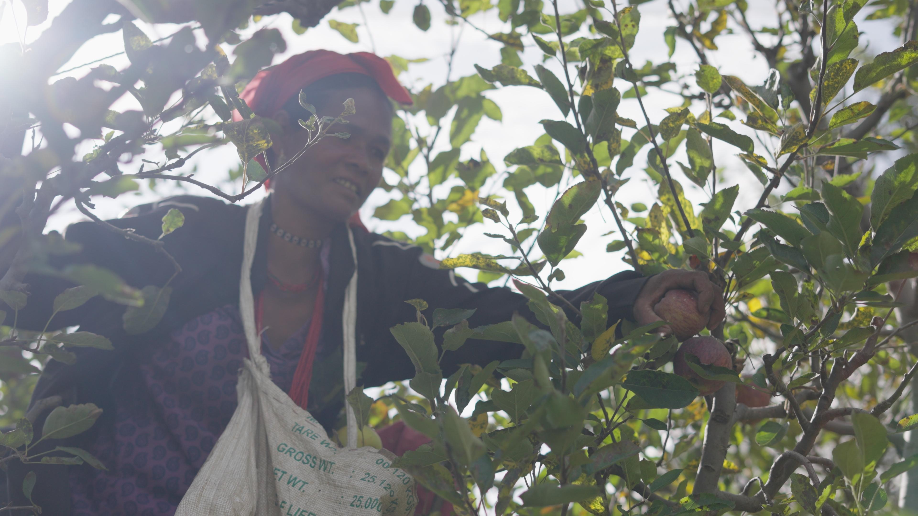 Picking apples with a local host in the orchard