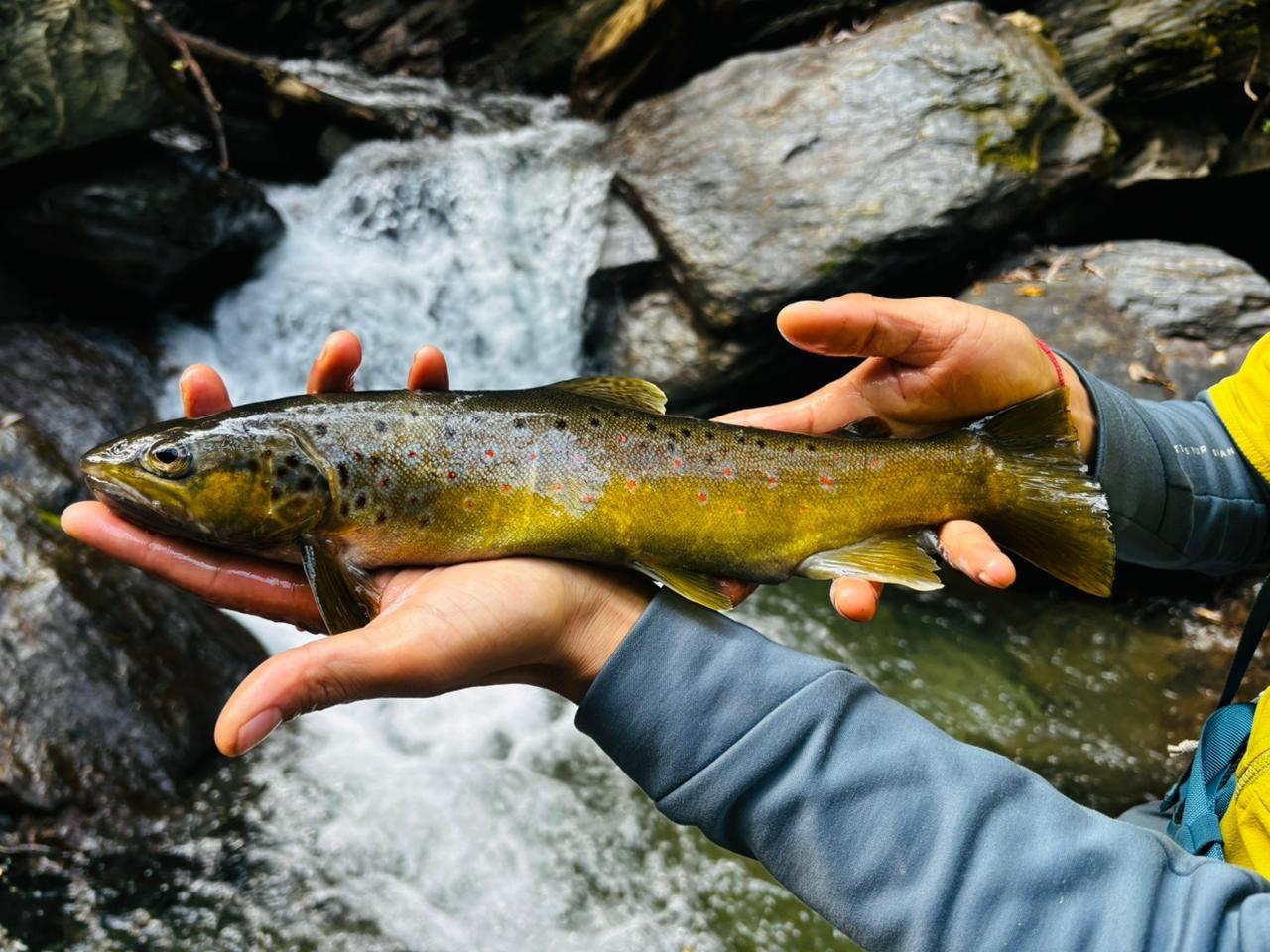 A brown trout held over a clear Himachal stream before release
