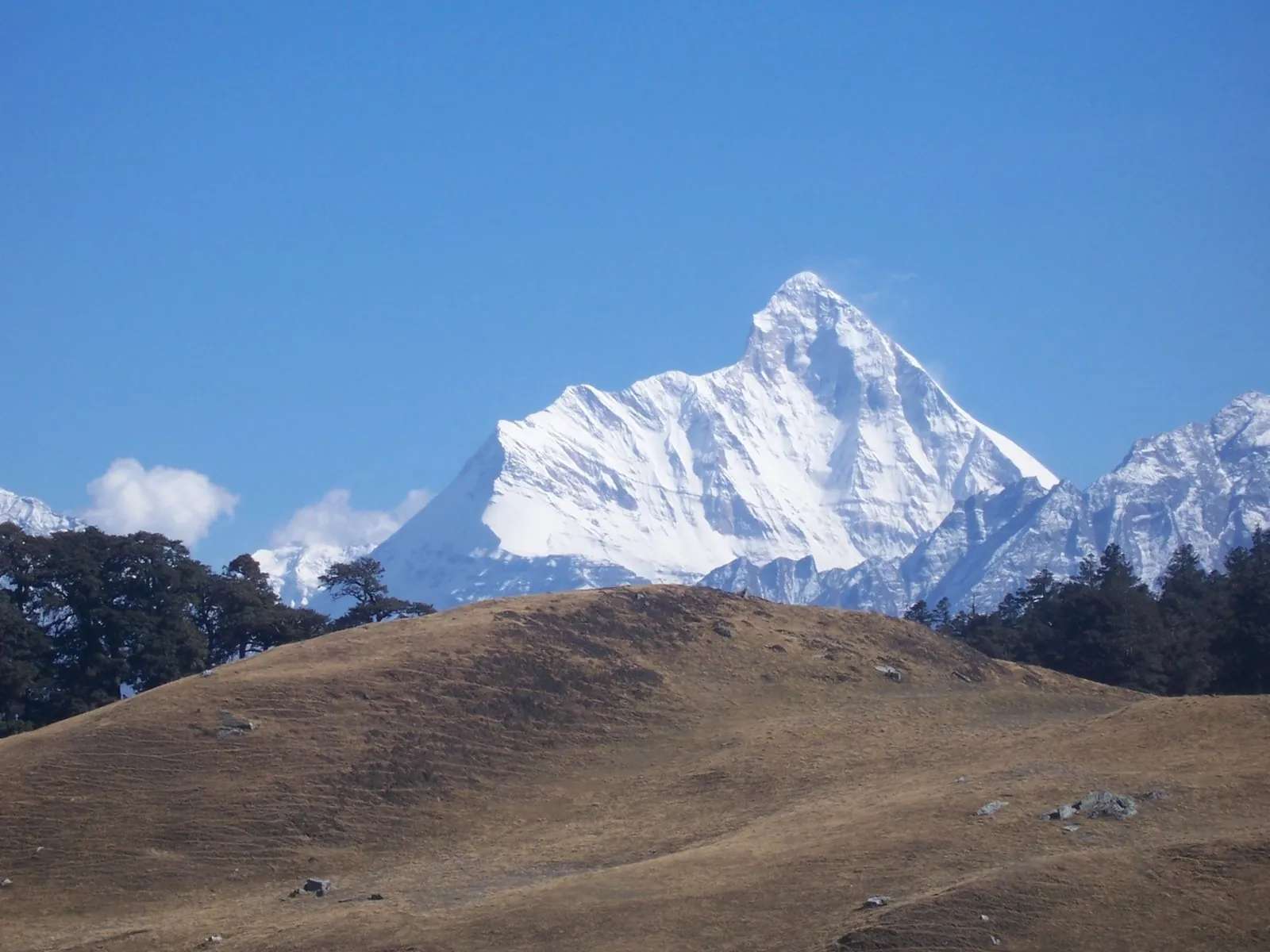 Nanda Devi peak rising above the golden Gorson bugyal near Auli, Uttarakhand