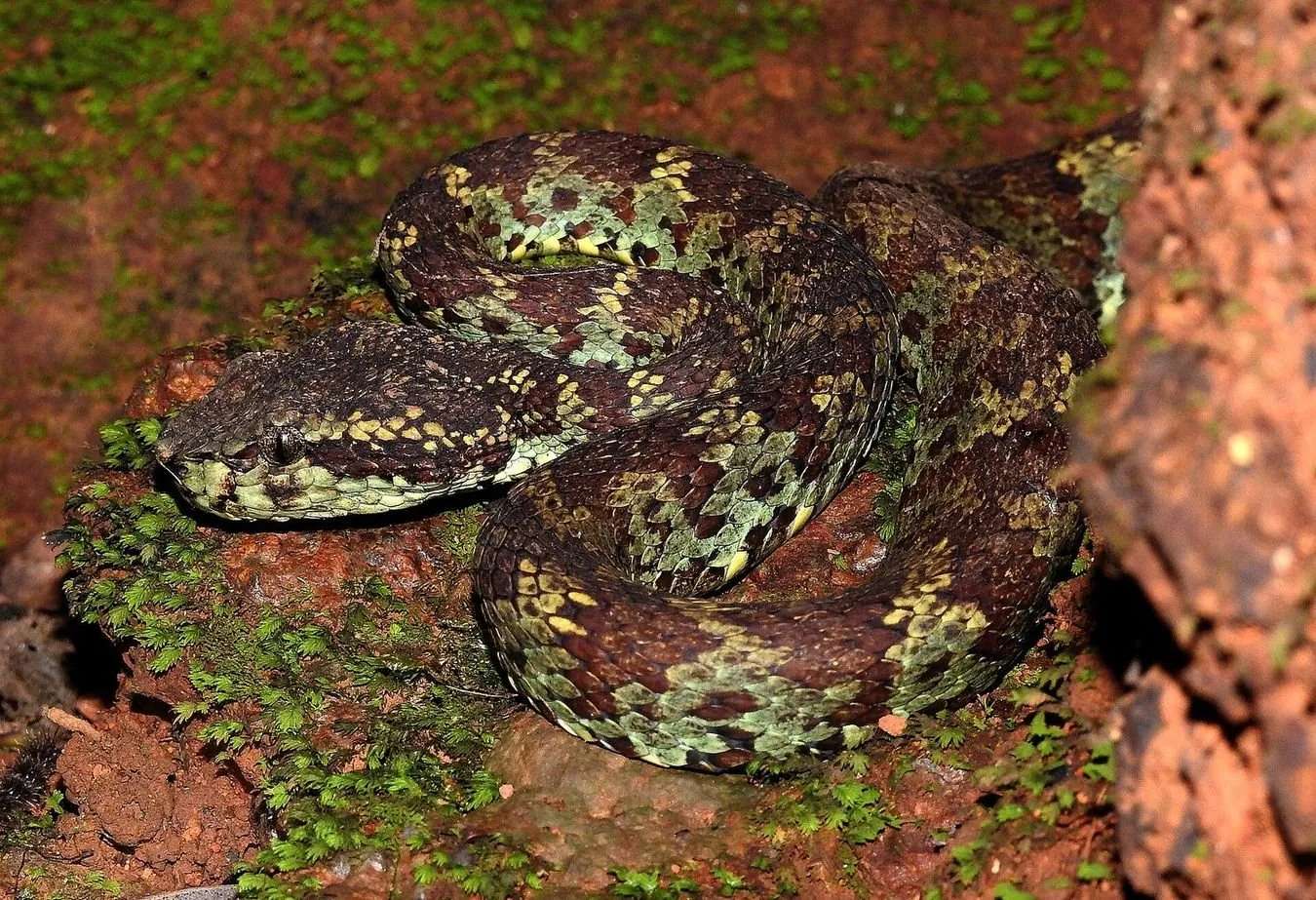 A Malabar pit viper with brown and green mottled scales coiled on a mossy rock, triangular head resting on its coils