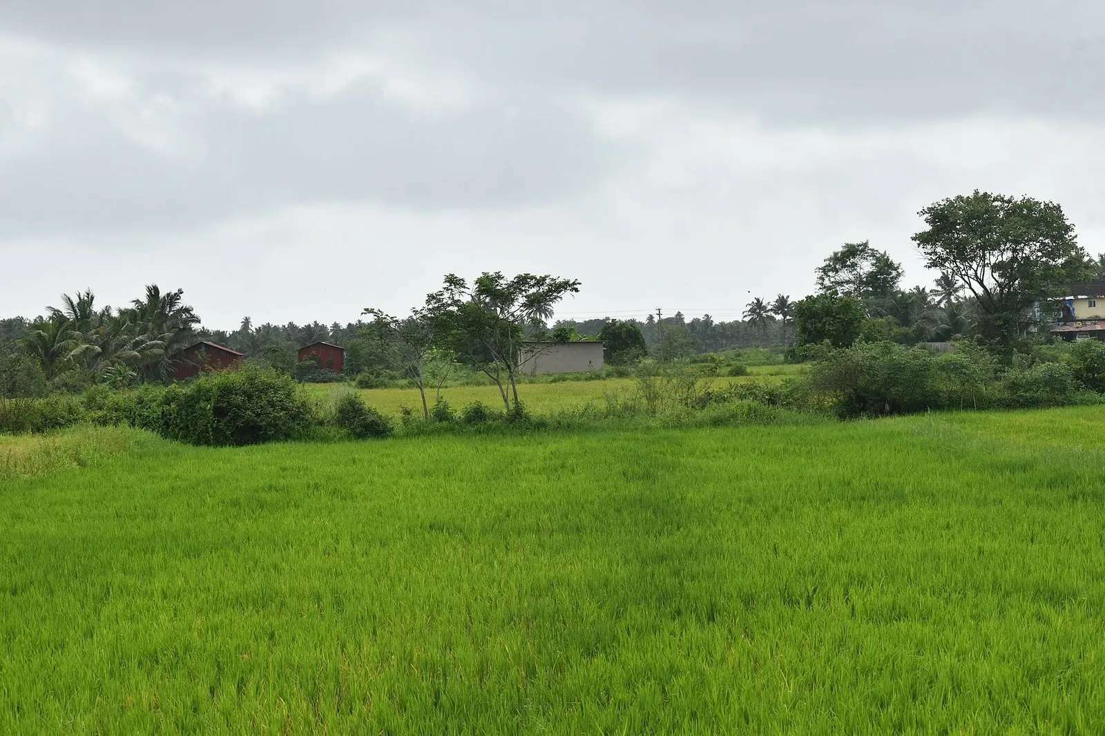 Bright green flooded khazan rice fields in Goa under a cloudy monsoon sky, coconut palms and a red-roofed house along the far treeline.