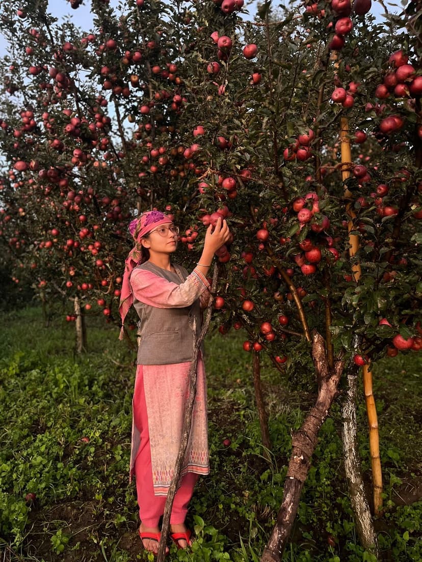 Woman in salwar kameez and floral headscarf reaching up to pick a red apple in a Nankhari orchard Shimla district, evening side-light, trees heavy with fruit