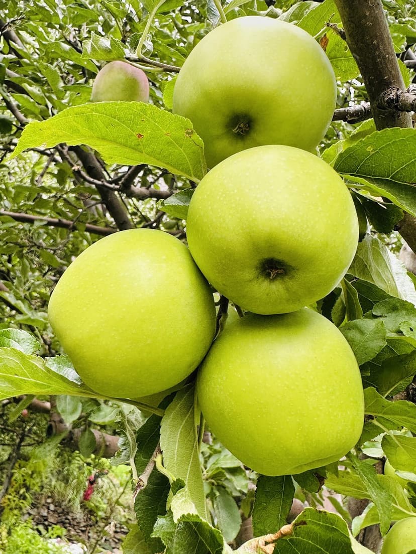 Cluster of glossy green apples hanging on a branch in a Kinnaur orchard