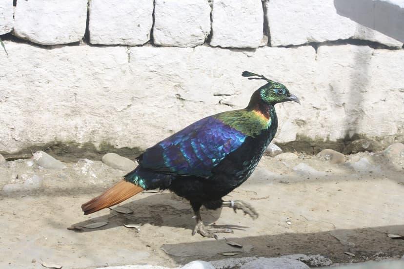Male Himalayan Monal pheasant with iridescent green, blue and copper plumage walking on stones near a white wall, his curling crest feather raised