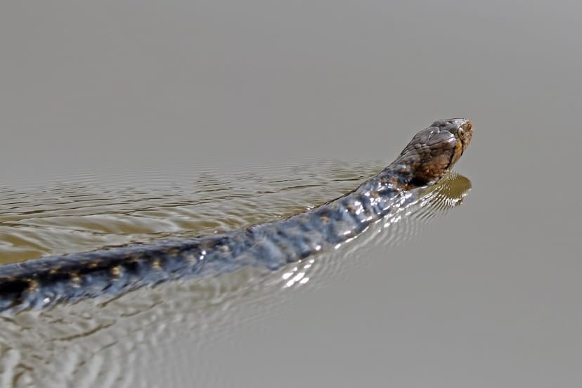 A checkered keelback snake swimming at the surface of brown water with its head raised