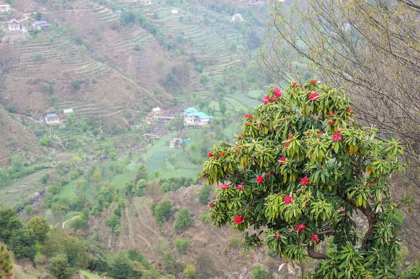 Red rhododendron (buransh) tree blooming on a Himachal Pradesh hillside in spring, Mandi district terraced fields below