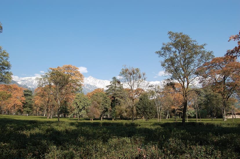 A Palampur tea garden in autumn with low rows of tea bushes, scattered deodar and oak trees in red and orange, and the snow-streaked Dhauladhar range rising above — Palampur is in Kangra district, the same belt as the Pathiar Boti families and the resorts that book them for guest Dhams