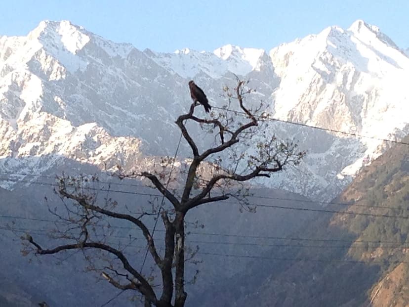 A black kite perched on a bare tree in Palampur with the snow-covered wall of the Dhauladhar range filling the background