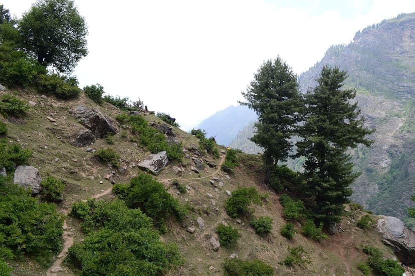 A dirt trail winding up a green forested Parvati hillside with pines and rock