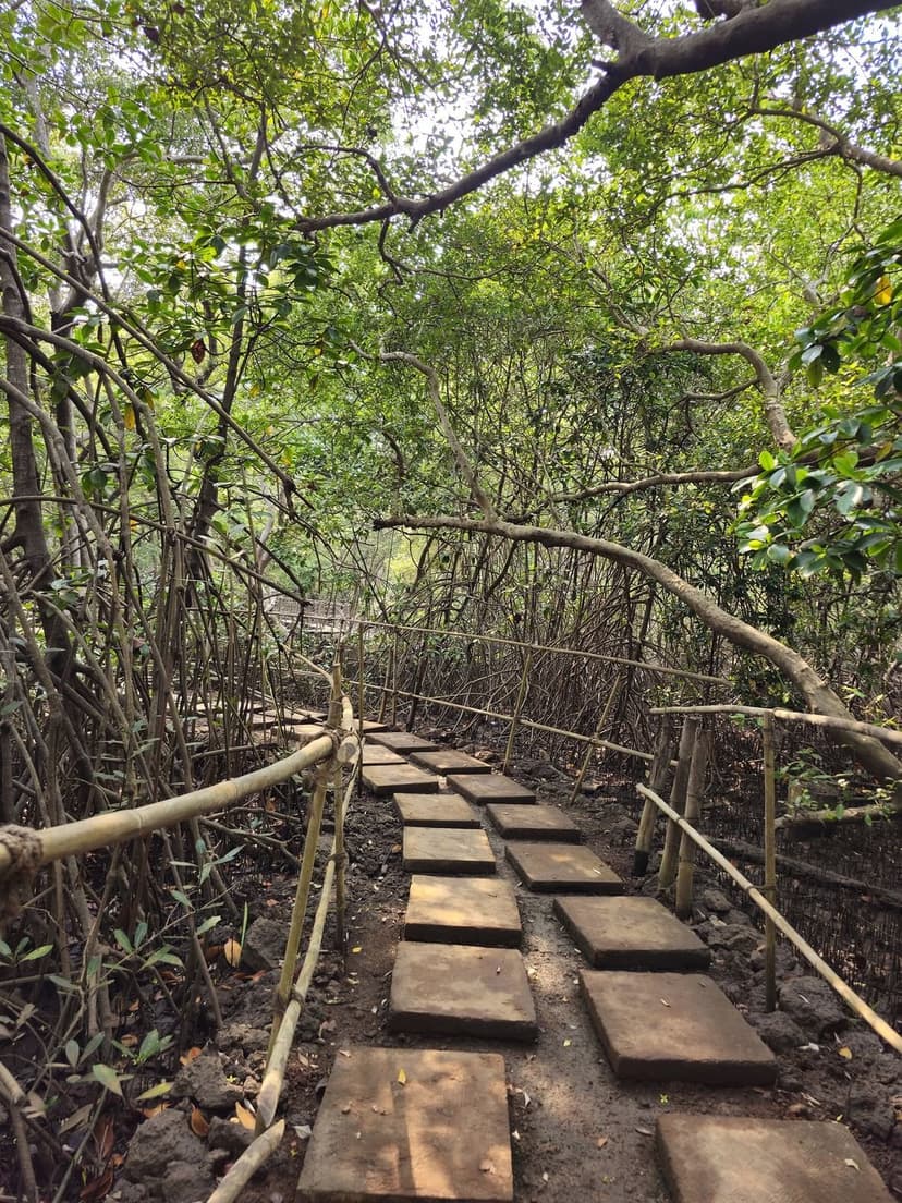 A raised wooden-slab boardwalk winding into a dense green mangrove tunnel at the Salim Ali Bird Sanctuary on Chorao island, Goa.