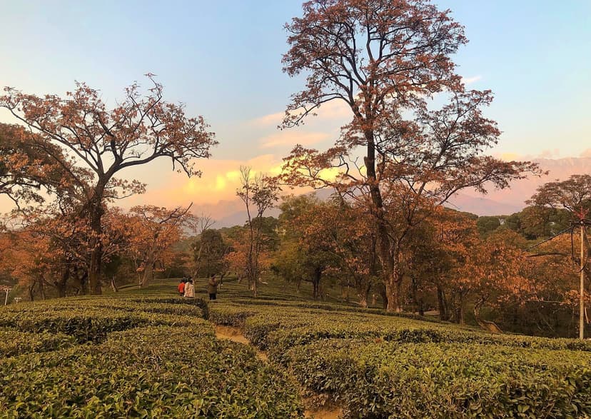 Tea plantation rows under flowering trees with mountain backdrop in Palampur