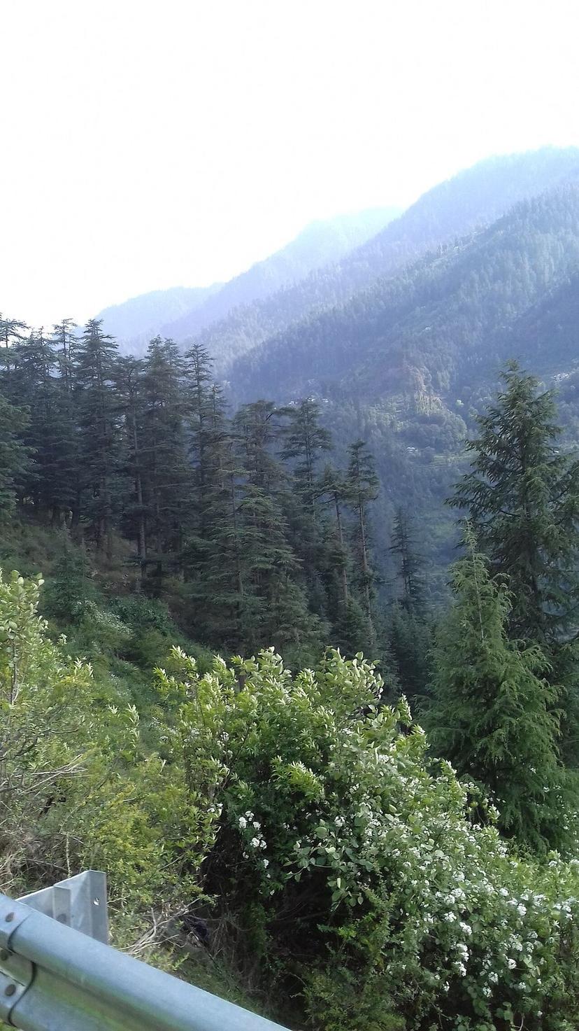 Misty deodar forest on a mountainside near Jibhi in the Tirthan Valley, Himachal Pradesh, dense green canopy with low clouds