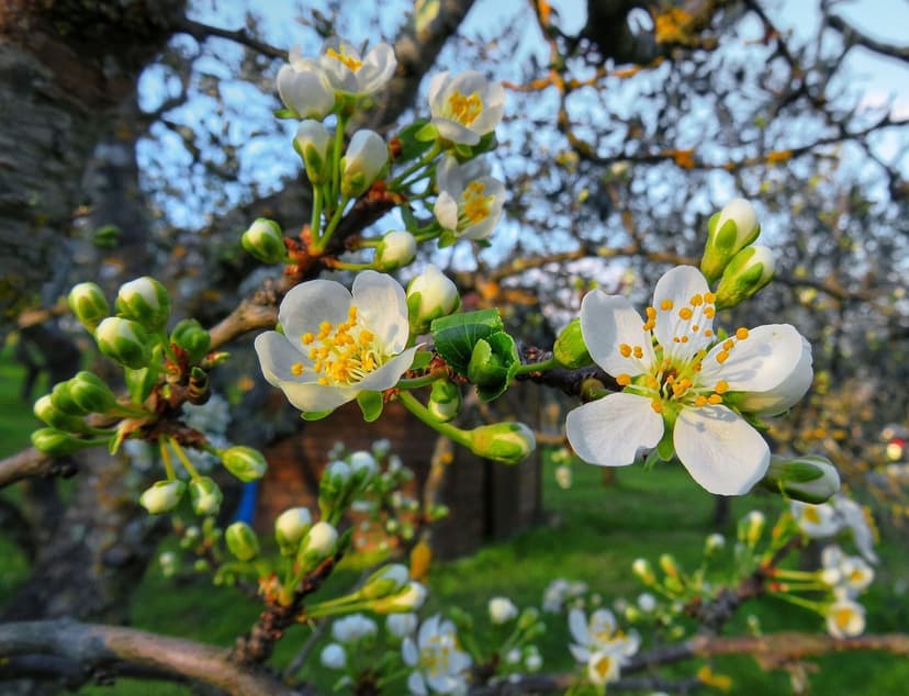 White plum blossoms, Prunus domestica, with bright yellow stamens and green buds on branch