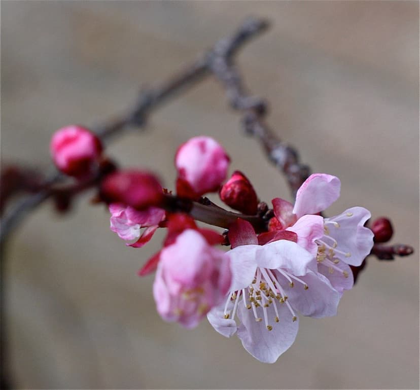 Macro close-up of apricot blossoms, pink open flowers and dark red unopened buds on a thin branch