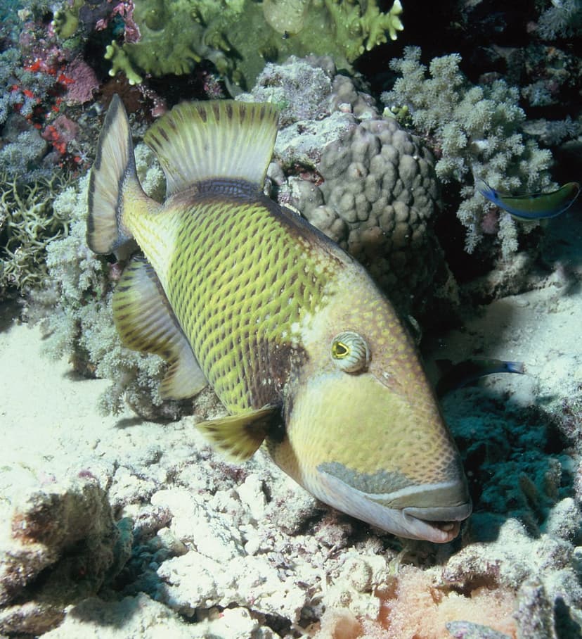 A large green-and-cream titan triggerfish with a heavy jaw resting against colourful coral and rubble on a reef, its eye set high on its head.