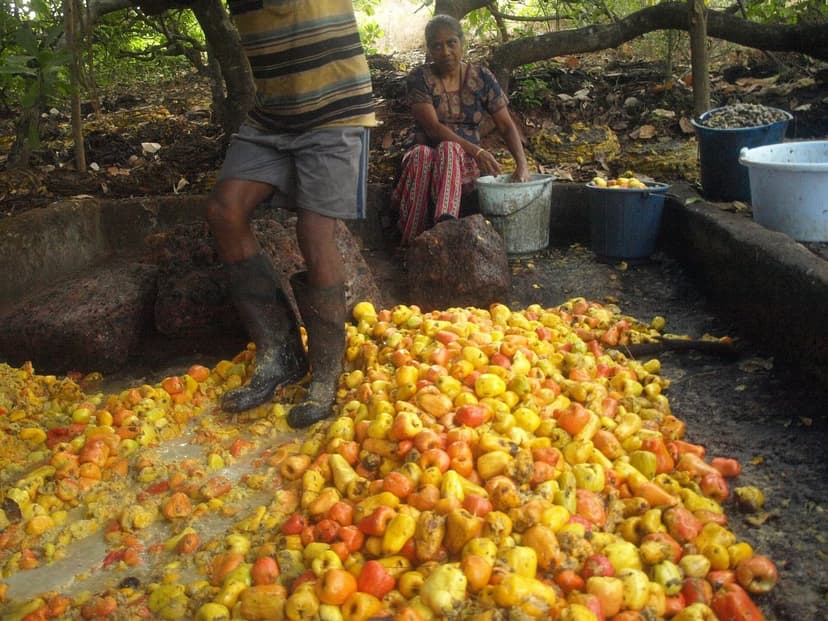 A man in rubber boots treading a large pile of red and yellow cashew apples to press juice for feni, a woman collecting the juice in buckets, at Chorao in Goa