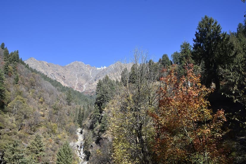 Autumn colour in the deodar and pine forest below the snow line on the upper Parvati trails