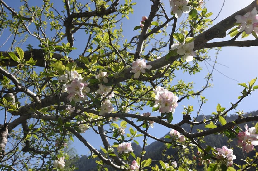 Pale pink and white apple blossoms on bare branches against blue sky in Manali, late April pre-leaf bloom