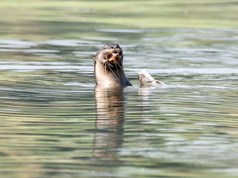 A smooth-coated otter surfacing in calm water holding a fish in its mouth